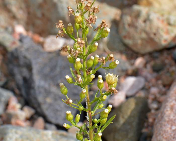 Canadian Horseweed has small flower heads which appear to be disk flowers only, however ray florets are tiny and inconspicuous. Conyza canadensis